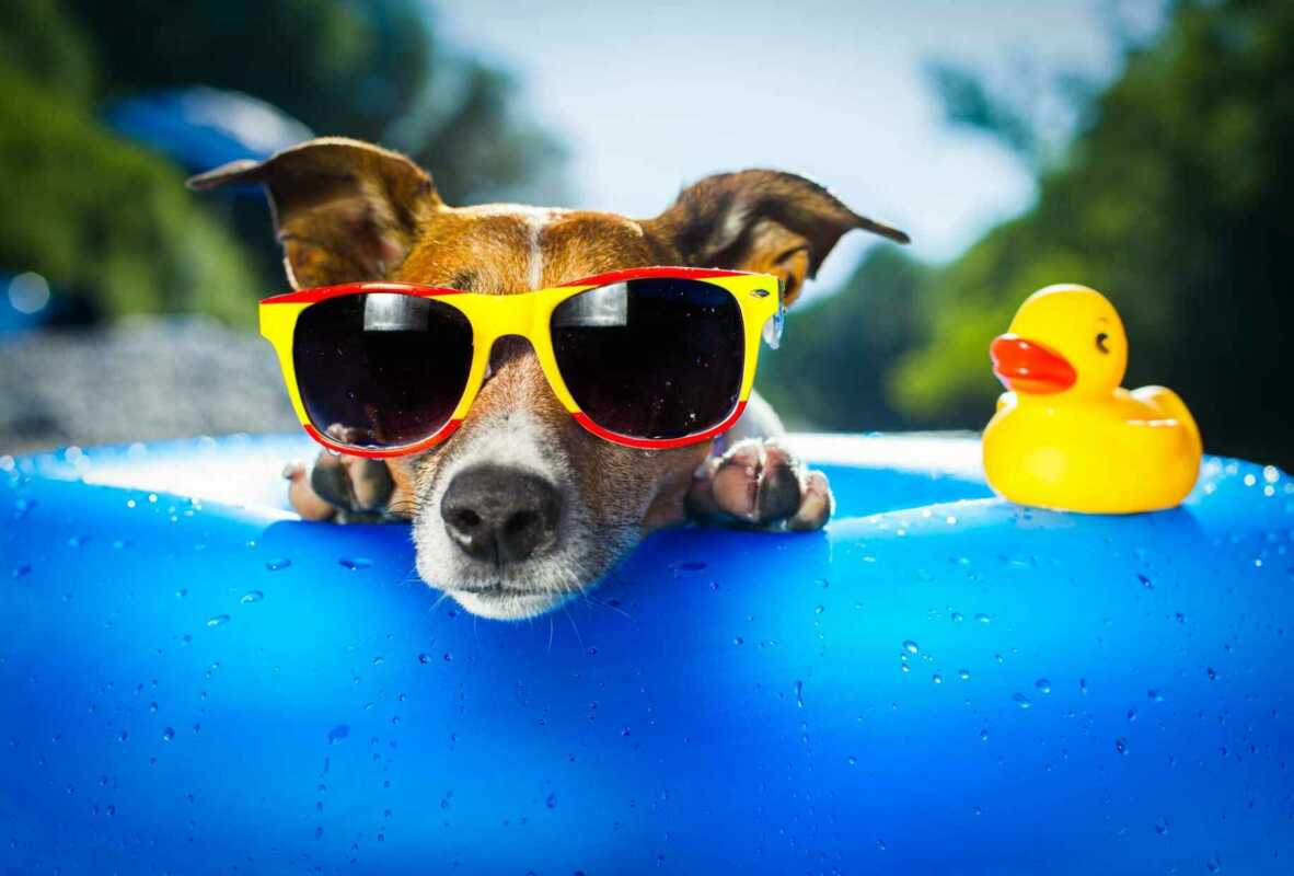 Sommerhitze Hunde