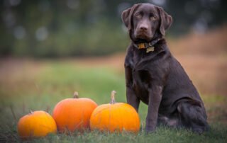 Kürbiskernöl Hunde