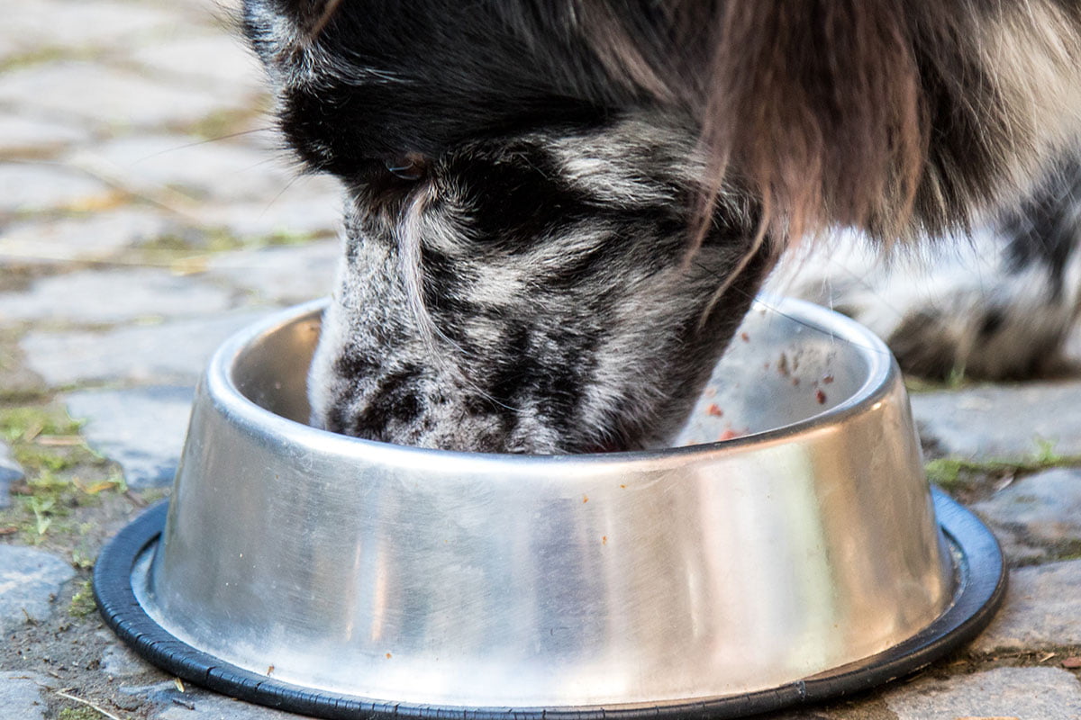 Reico Hund frisst aus Napf