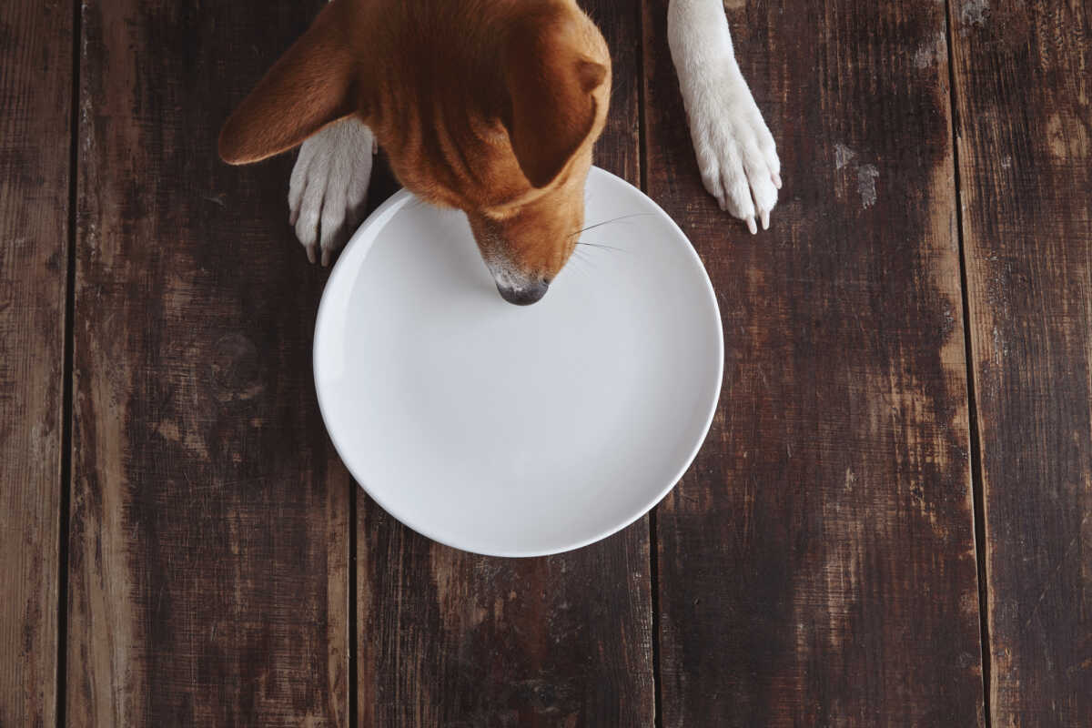 Ernährung Leishmaniose Hund