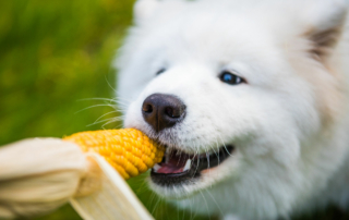 Obst Gemüse Hund