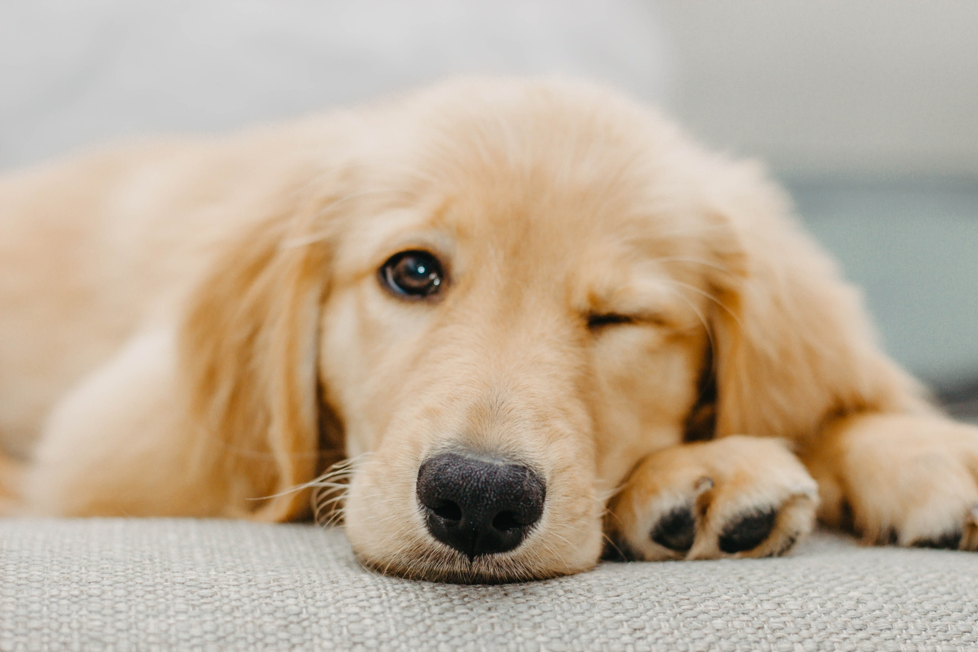 Geduldig und intelligent: Der Golden Retriever gilt als perfekter Familienhund