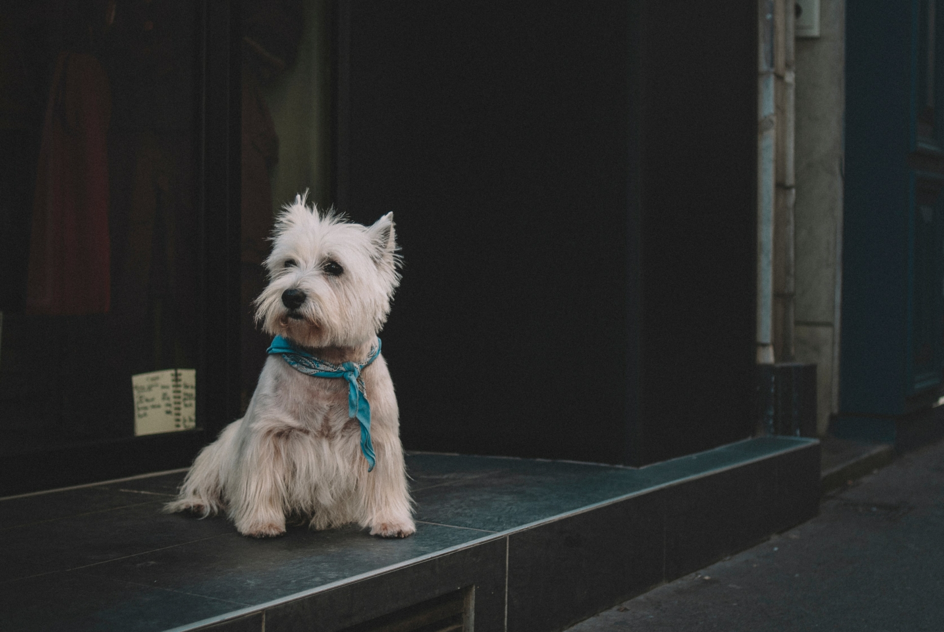 Hunderasse: Der West Highland White Terrier