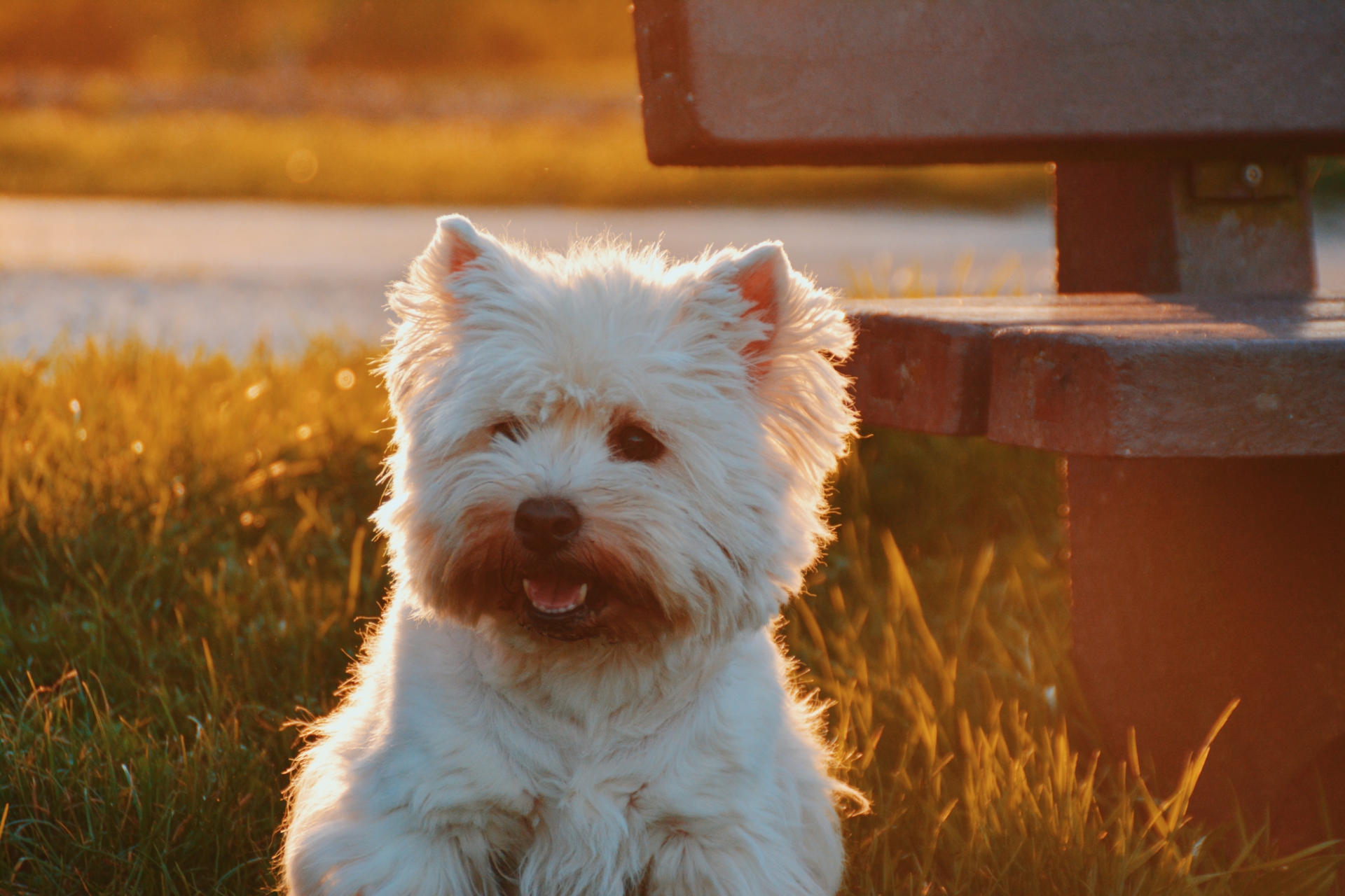 Hunderasse: Der West Highland White Terrier