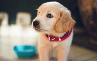 Darmgesundheit Hund: 3 Tipps für eine bessere Verdauung