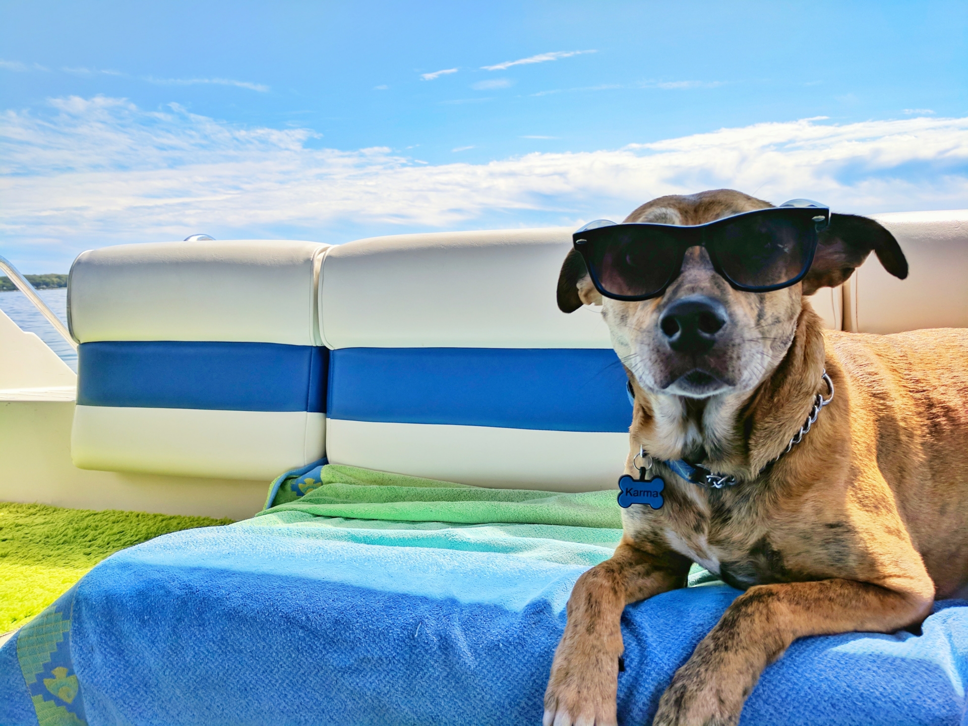 Hunde Abkühlung: 5 Tipps für einen angenehmen Sommer