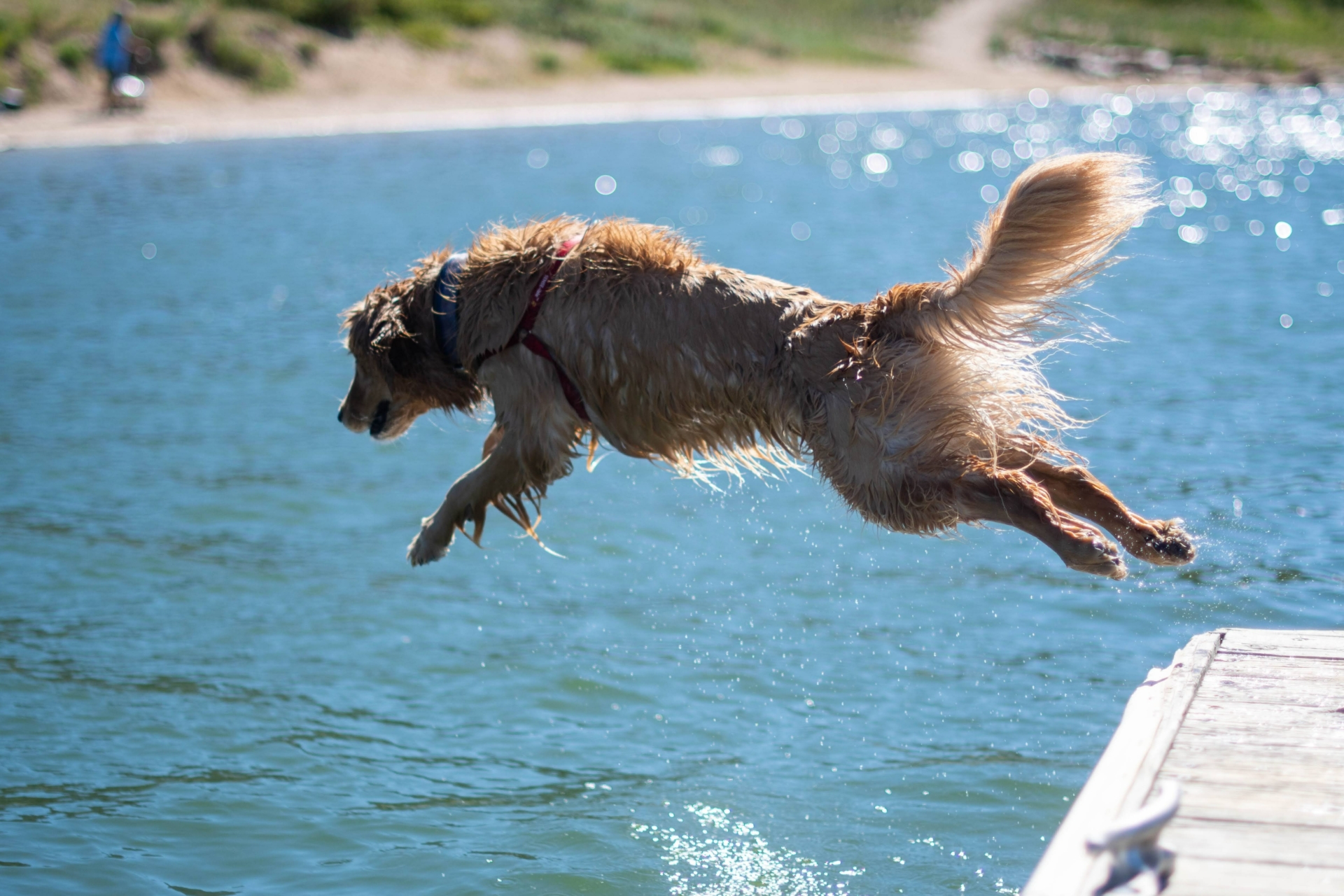 Hunde Abkühlung: 5 Tipps für einen angenehmen Sommer