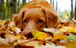 5 erfrischende Tipps für den Herbst mit Hund