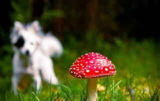 Vorsicht, giftige Pilze für den Hund