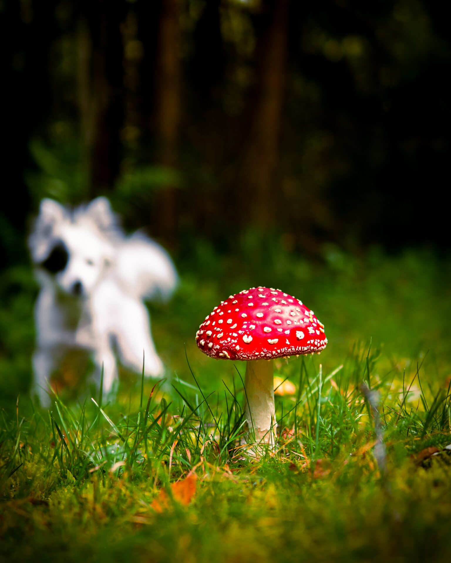 Vorsicht Grasmilben So schützen Sie Ihren Liebling Hundefutter Vital
