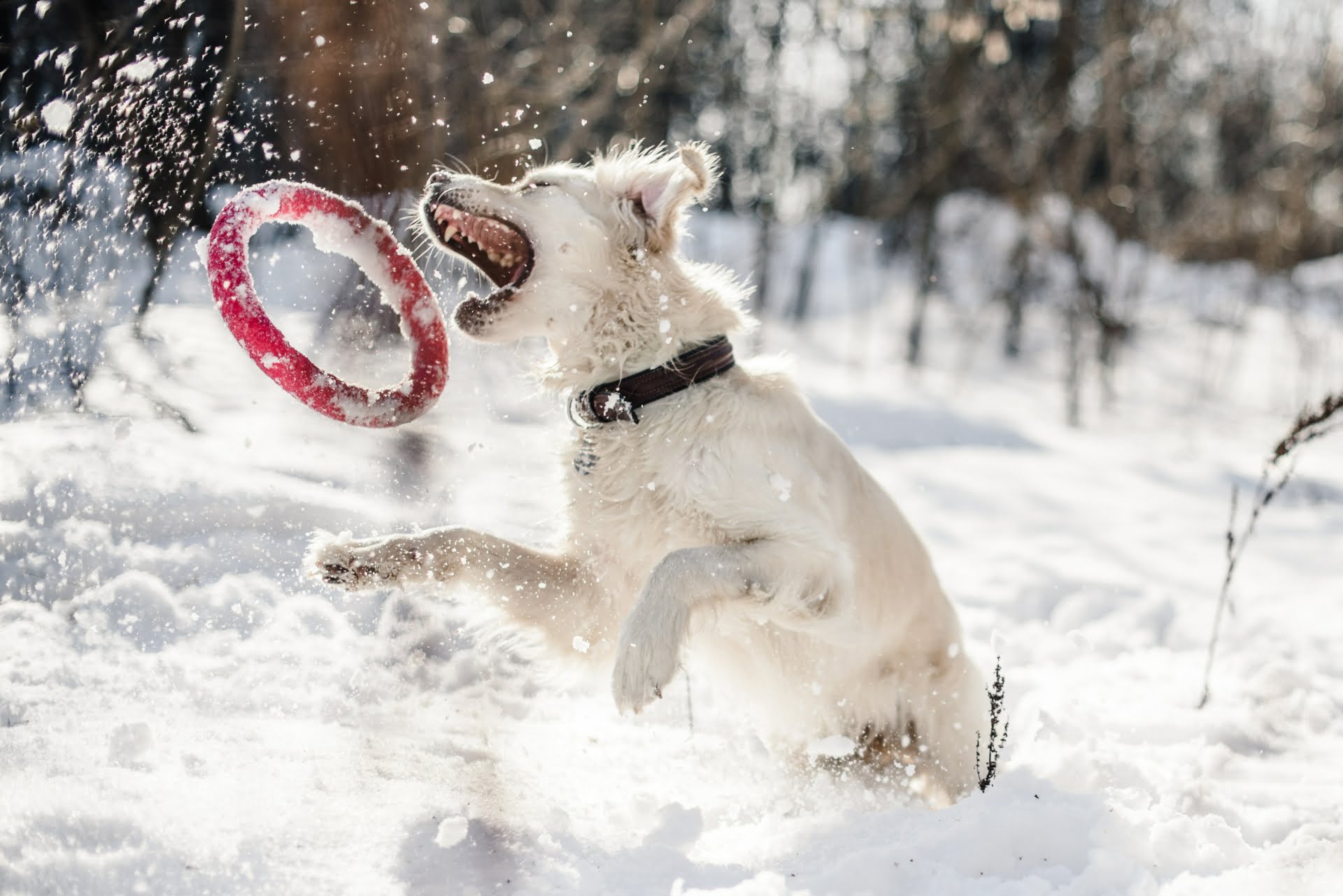 Winter mit Hund: hilfreiche Tipps für die kälteste Zeit des Jahres