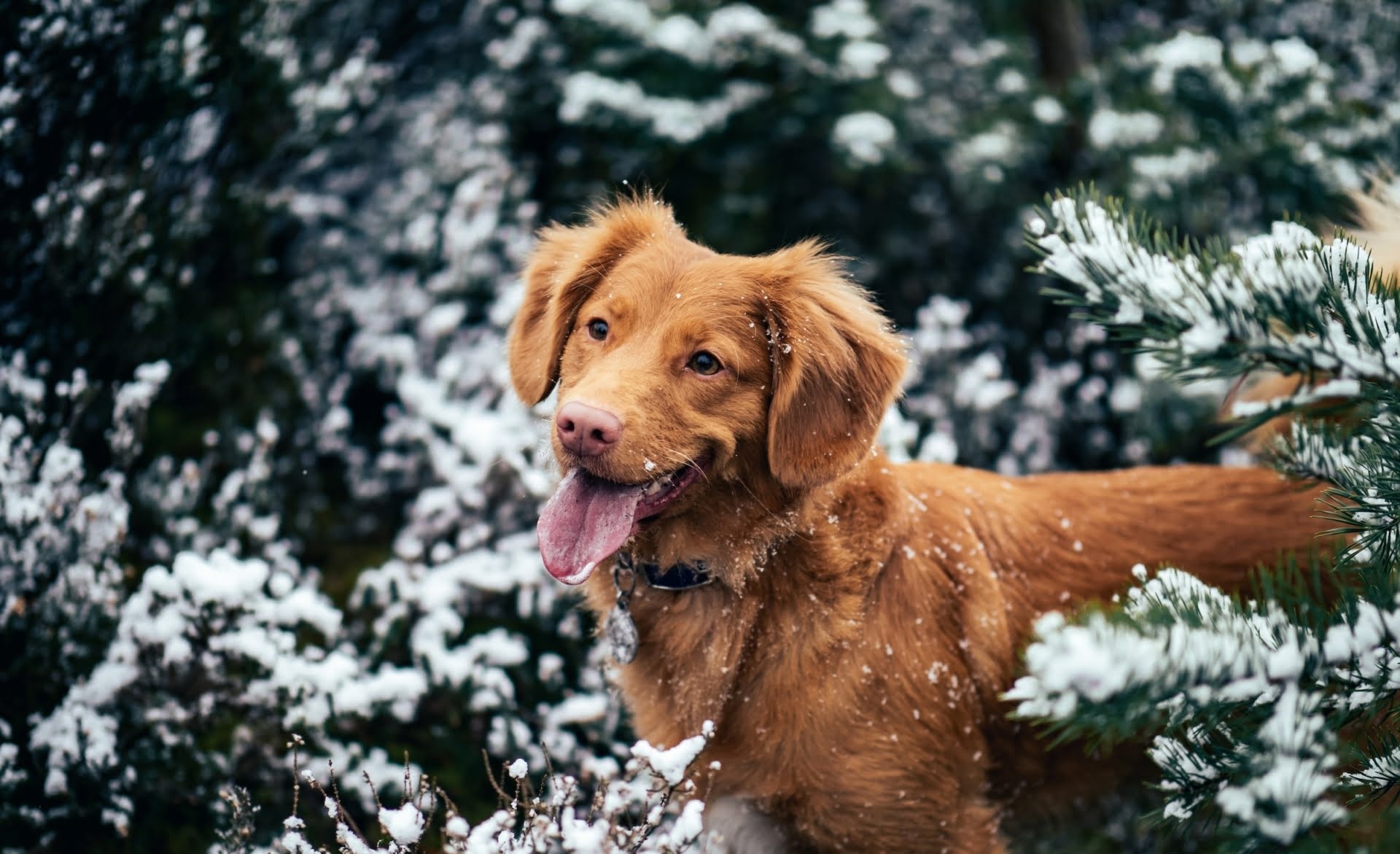 Winter mit Hund: hilfreiche Tipps für die kälteste Zeit des Jahres