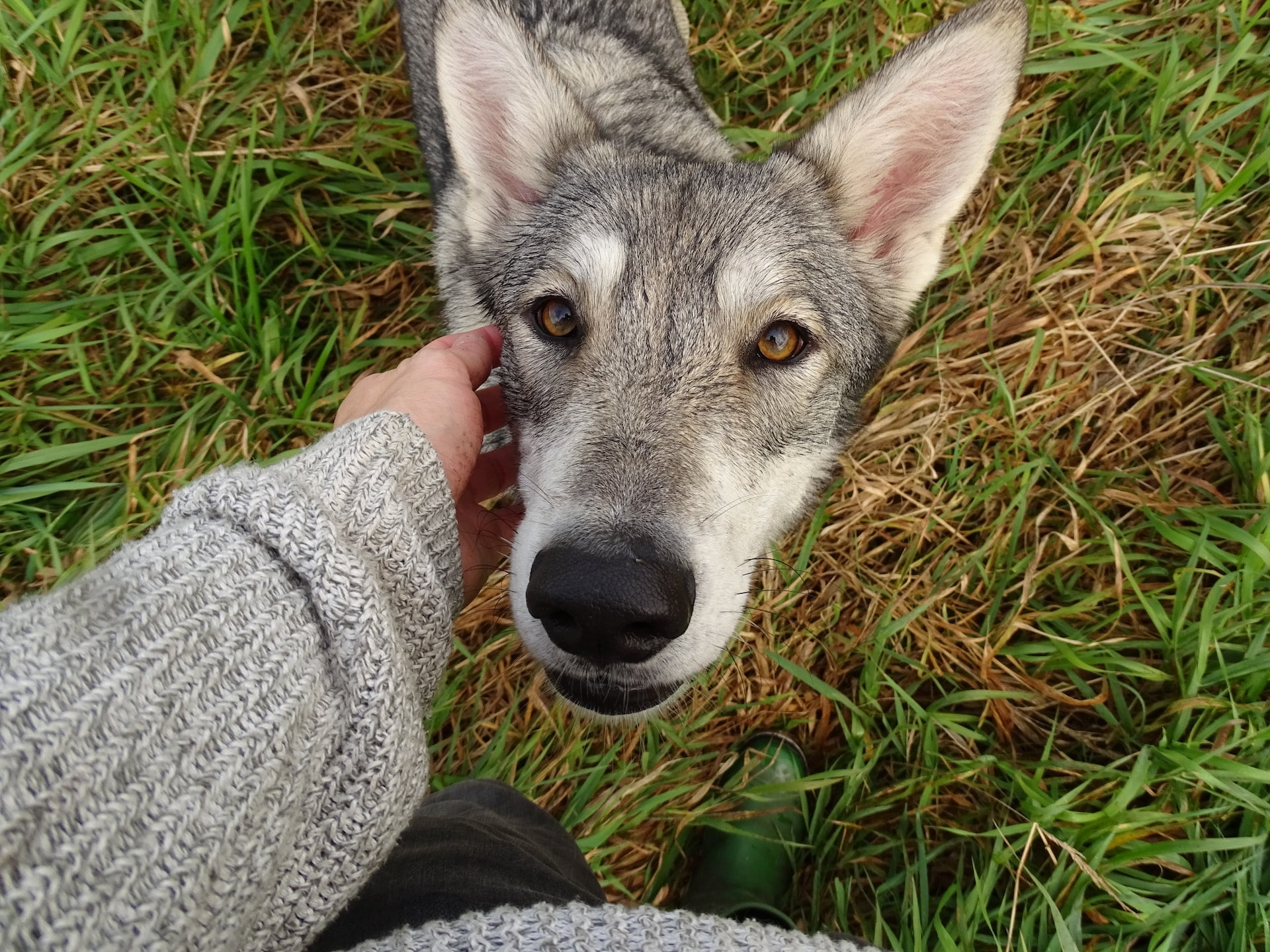befriedigen videos Husky Rosi main image 0