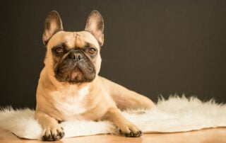 Gestatten, die Französische Bulldogge