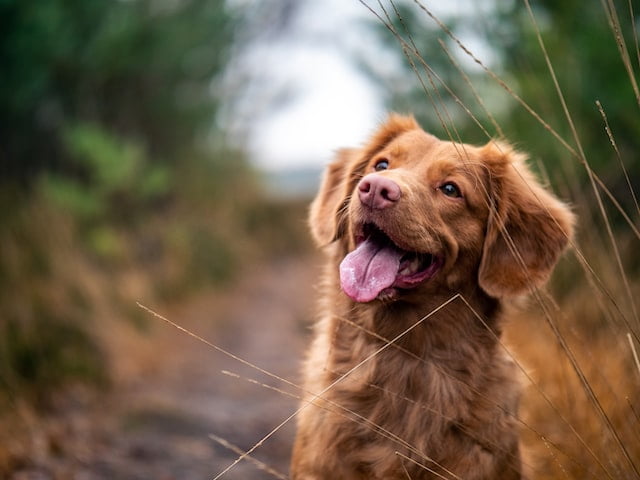 Die 10 wichtigsten Mineralstoffe (und Spurenelemente) für Ihren Hund