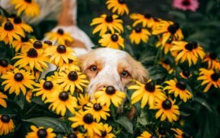 Welches ist das beste Zeckenmittel für den Hund - Vorbeugung ohne Chemie