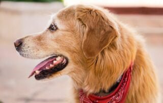 Futtern ohne Reue - Zahnstein beim Hund entfernen und vorbeugen