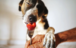 Dürfen Hunde Erdbeeren essen - Die Benefits der verlockenden Früchtchen