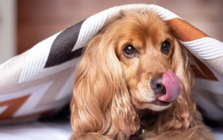 Achtung, Gefahr! Was dürfen Hunde nicht essen?