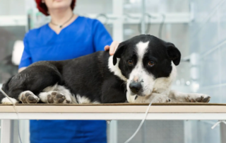 Hund mit Bandscheibenvorfall liegt beim Tierarzt auf dem Behandlungstisch.