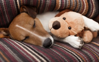 Ein Jack Russell Terrier schläft eingekuschelt in einer Decke gemeinsam mit einem Plüsch-Hund.