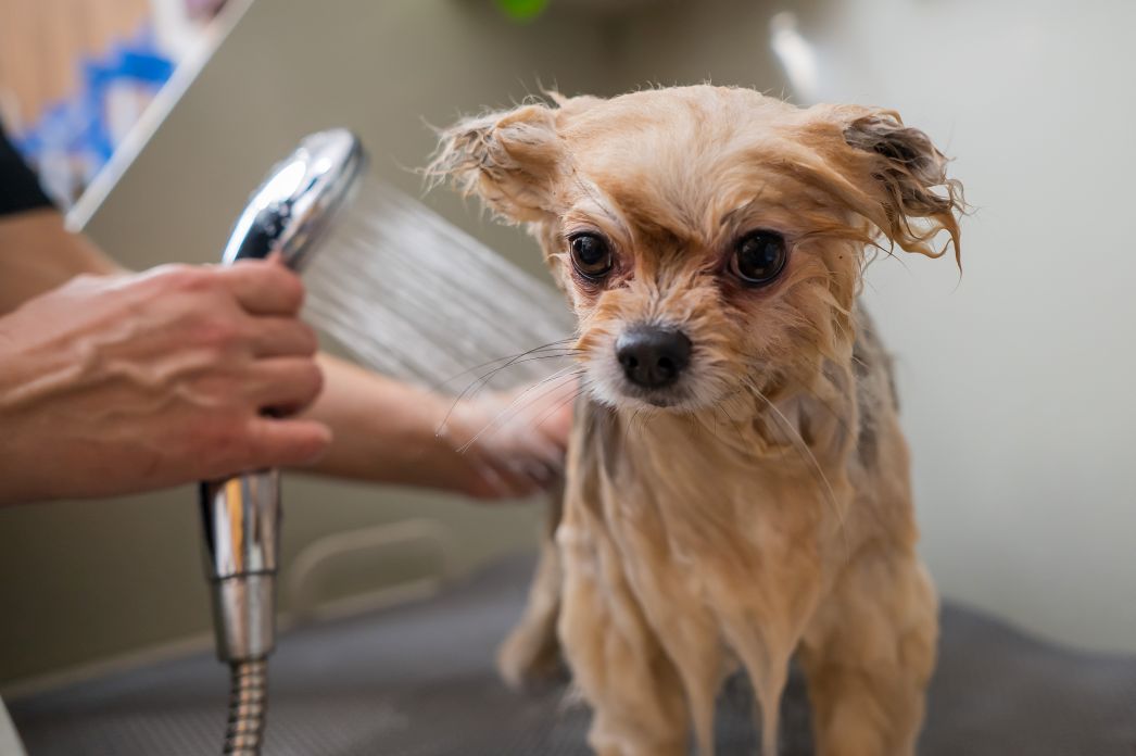 Ein kleiner, brauner Hund wird mit einer Duschbrause abgeduscht.