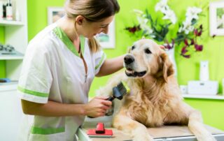 Eine Tierärztin streichelt einen Golden Retriever auf dem Behandlungstisch. In der rechten Hand hält sie eine Hundebürste.