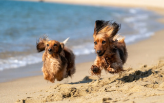 Zwei braune Dackel rennen zusammen im feuchten Sand am Strand.