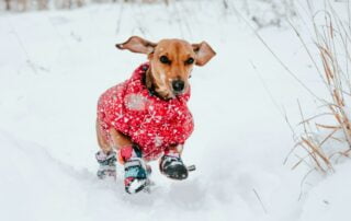 Ein Dackel springt mit Hundemantel durch den Schnee