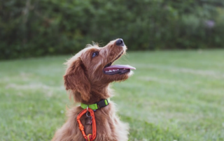 Kurzhaariger brauner Hund sitzt tagsüber auf einem grünen Grasfeld.