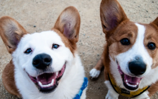 Zwei Hunde grinsen mit gepflegten Gebissen in die Kamera.