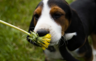 Hund riecht an Löwenzahn