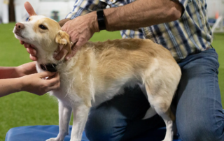 Hund beim Chiropraktiker