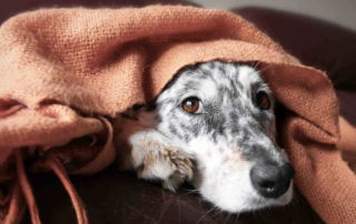 Analdrüsenentzündung beim Hund