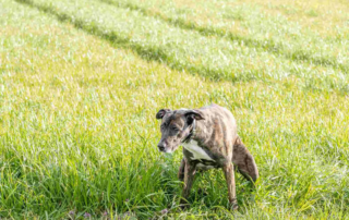 Hund verrichtet sein Geschäft auf einer Wiese