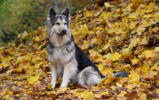 Hund im Herbstlaub