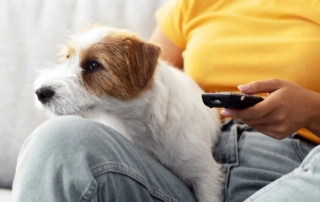 Können Hunde Fernsehen