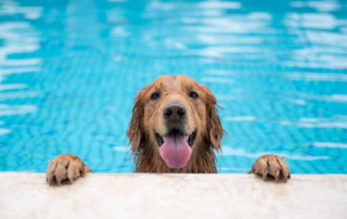 Können Hunde lachen