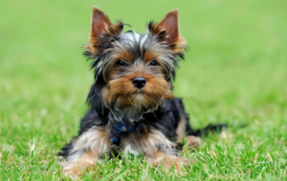 Yorkshire-Terrier im Porträt