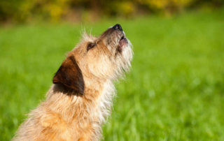 Alle Infos zum Werwolfsyndrom bei Hunden