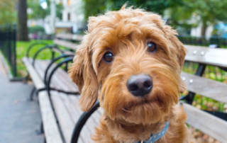Goldendoodle im Rasseportrait