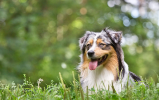 Australian Shepherd