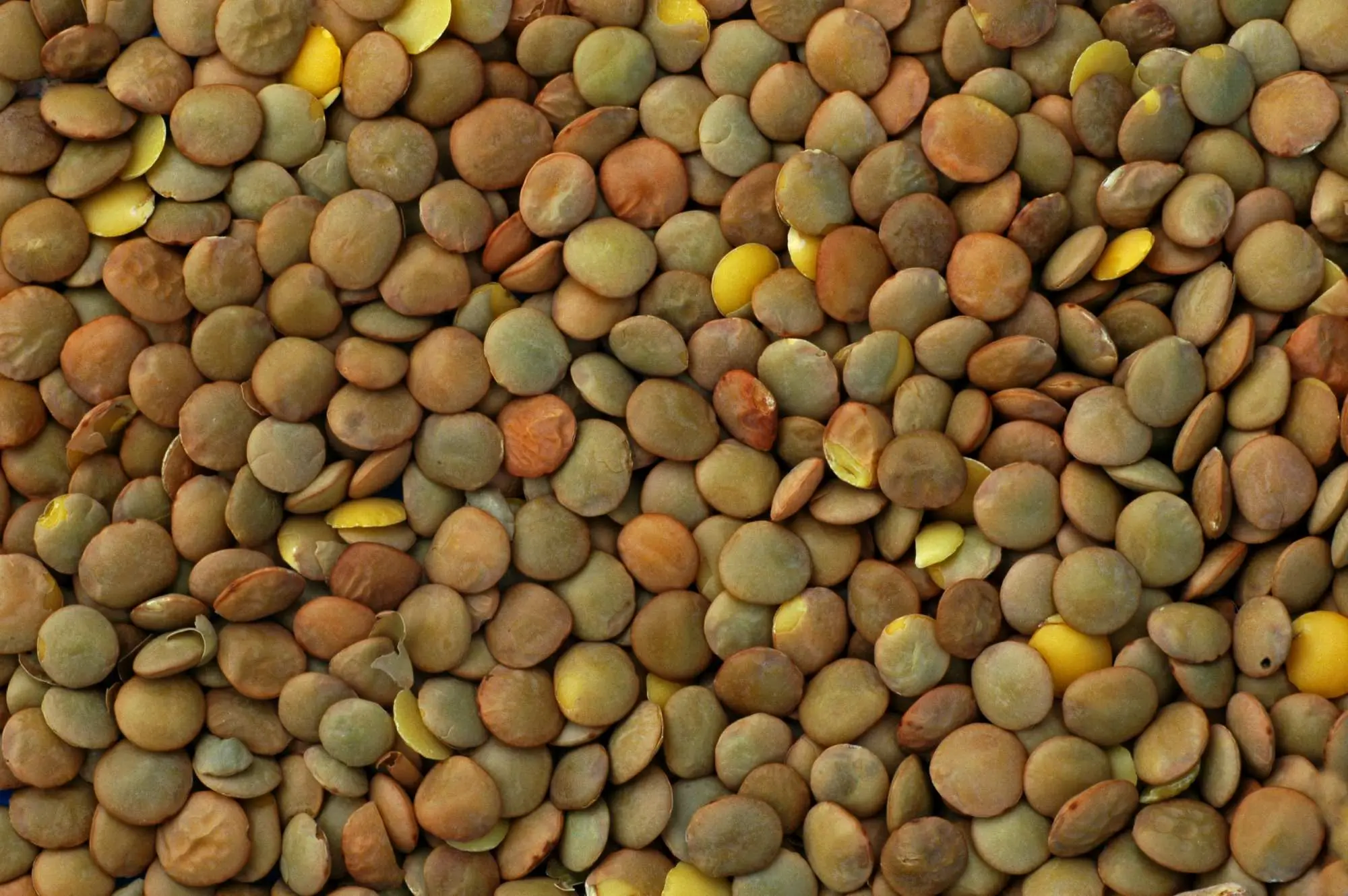 DĂŒrfen Hunde Linsen essen