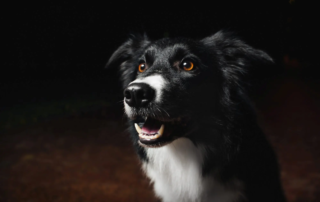 Können Hunde im Dunkeln sehen