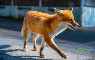 Fuchsbandwurm beim Hund