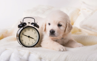 Haben Hunde ein Zeitgefühl