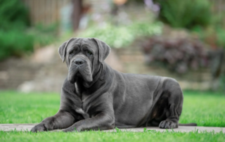 Cane Corso