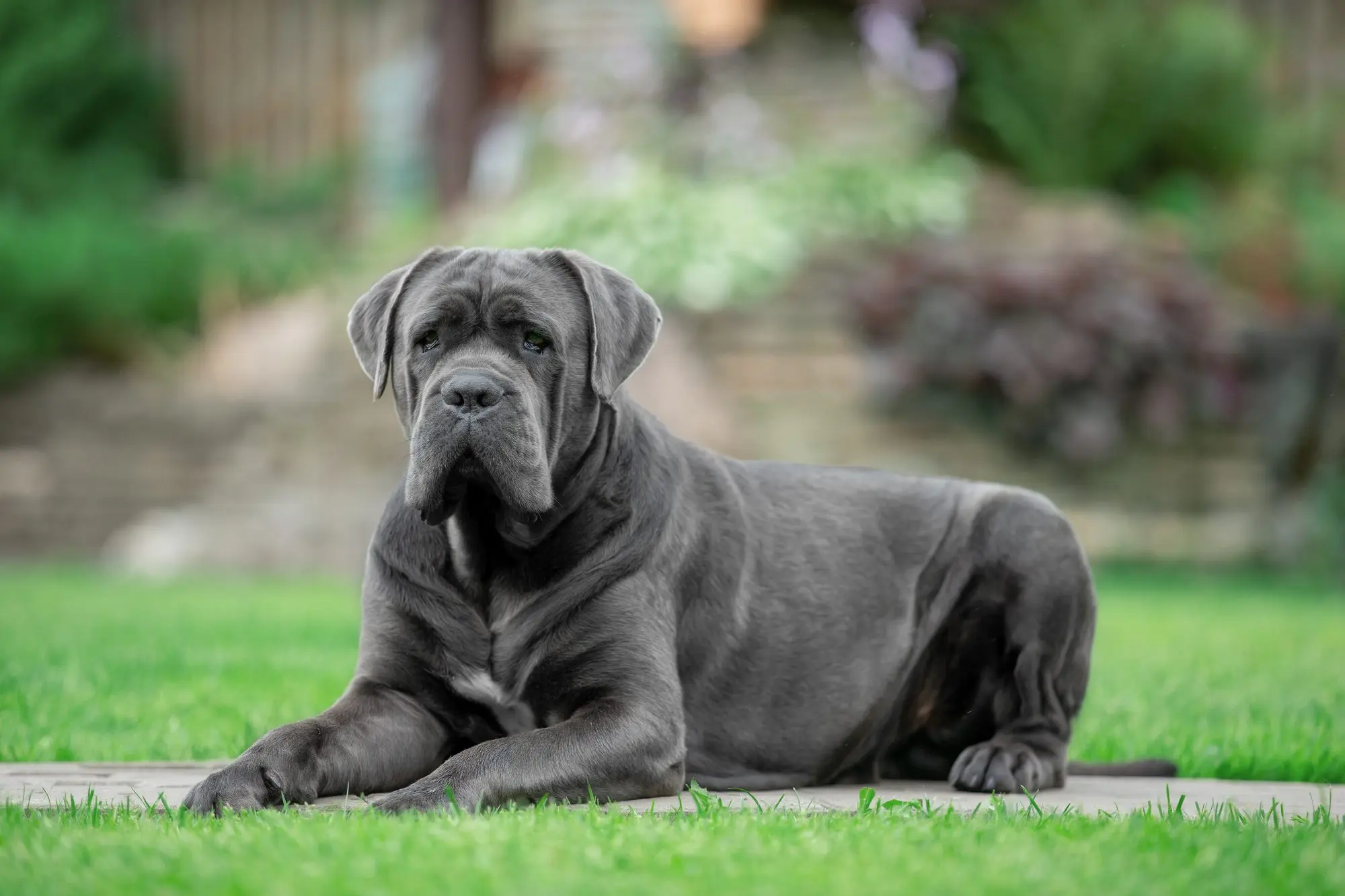 Cane Corso