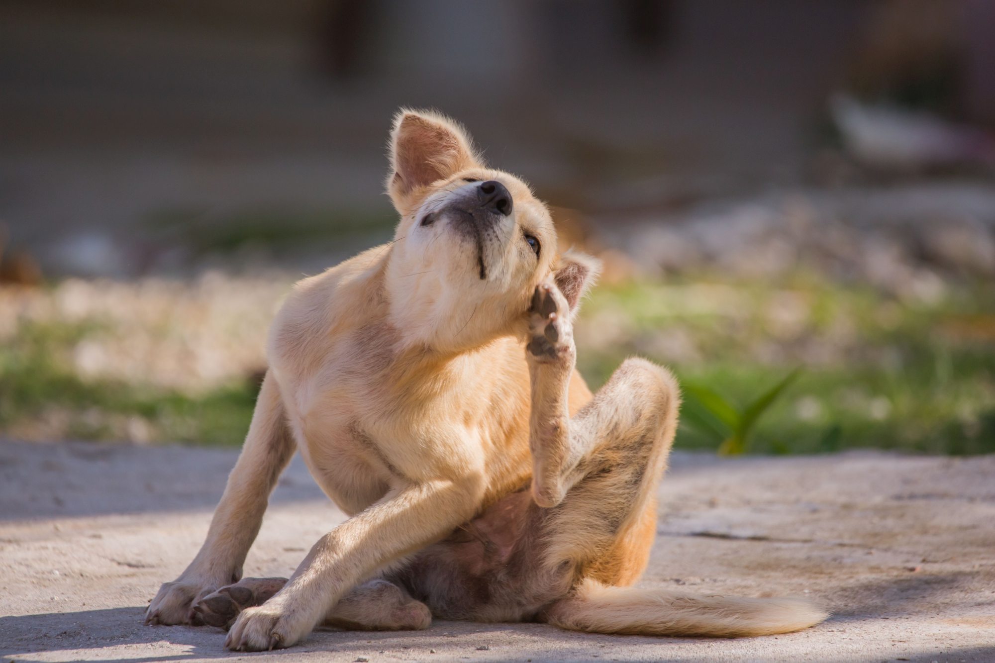 brown dog scratching, self hygiene in wildlife