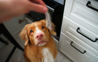Dürfen Hunde Fisch essen